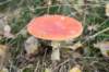 kampina_036_small.jpg