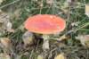 kampina_037_small.jpg