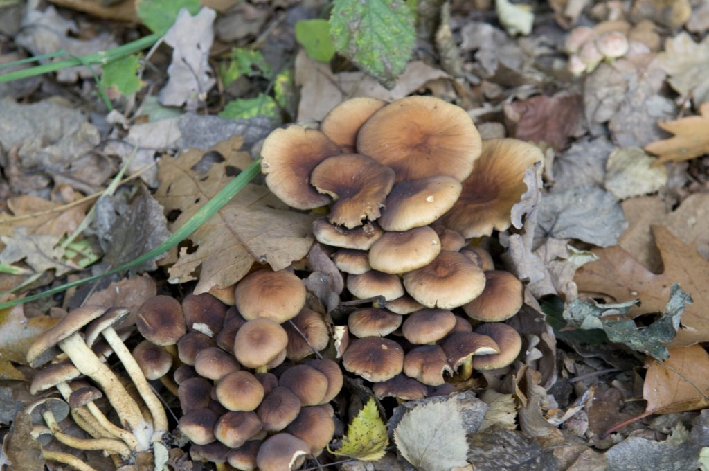 kampina_038.jpg