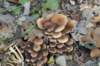 kampina_038_small.jpg