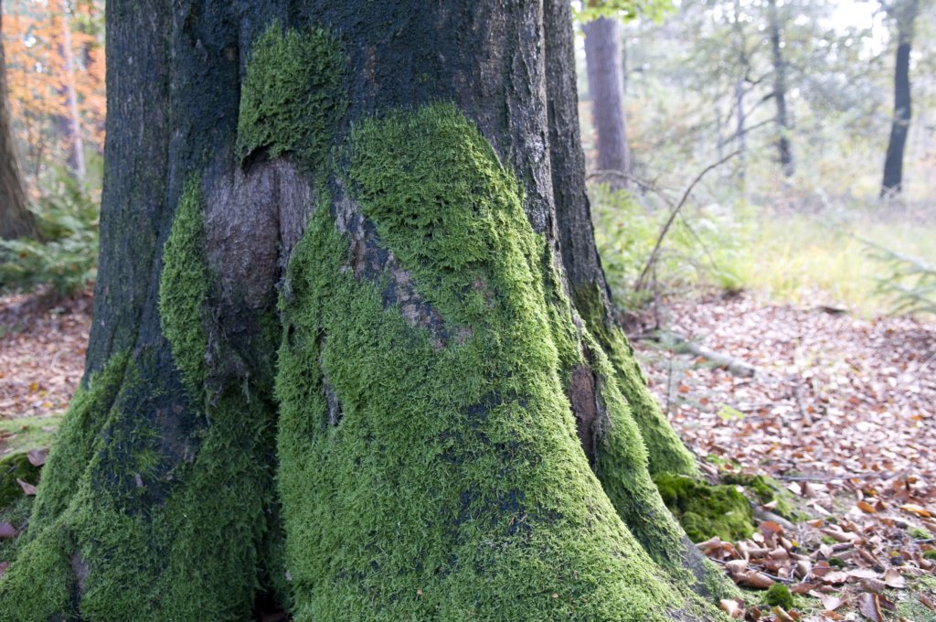 kampina_039.jpg