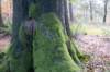 kampina_039_small.jpg