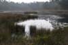 kampina_040_small.jpg