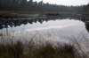 kampina_041_small.jpg