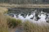 kampina_043_small.jpg