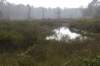 kampina_044_small.jpg