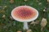 kampina_049_small.jpg