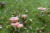 kampina_050_small.jpg