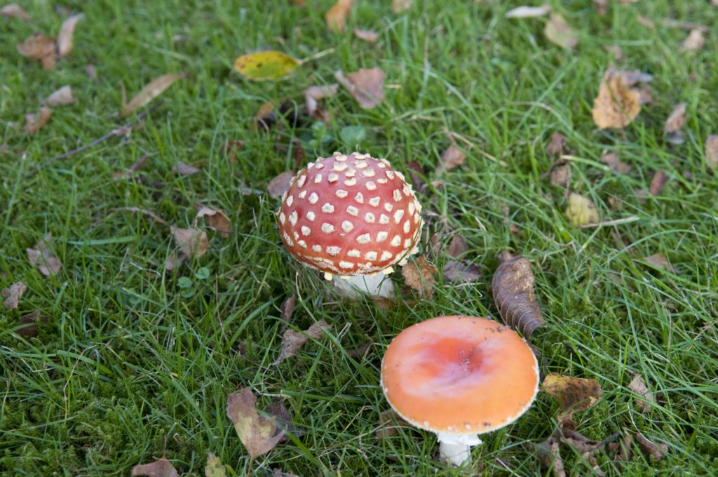 kampina_051.jpg