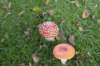 kampina_051_small.jpg