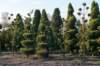 kampina2013_002_small.jpg