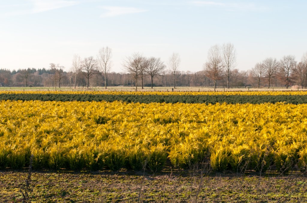 kampina2013_003.jpg