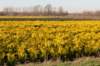 kampina2013_004_small.jpg