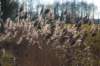 kampina2013_005_small.jpg