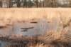 kampina2013_014_small.jpg