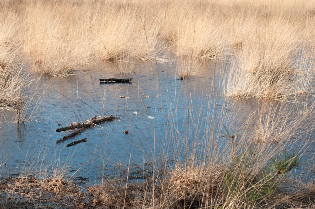 kampina2013_015.jpg