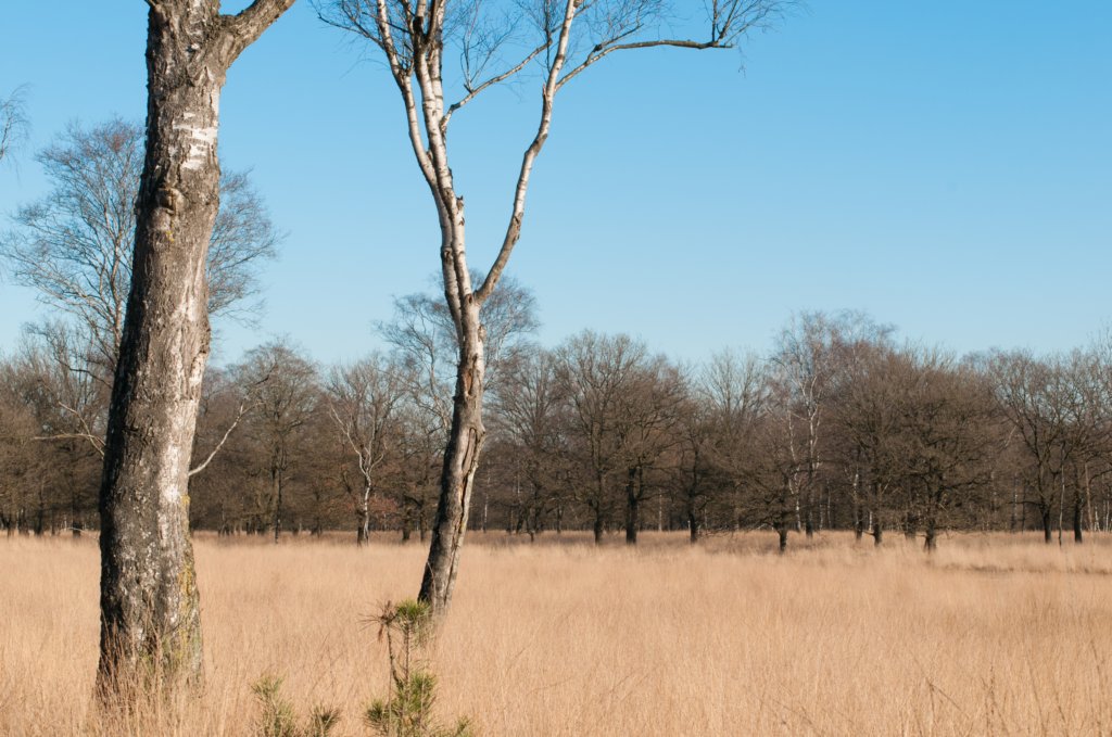 kampina2013_018.jpg
