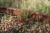 k_duinen_015_small.jpg