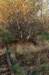k_duinen_016_small.jpg