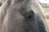k_duinen_023_small.jpg