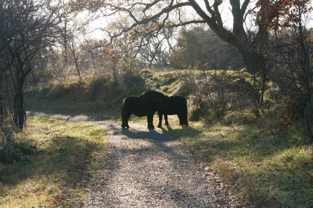 k_duinen_036.jpg