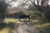 k_duinen_036_small.jpg