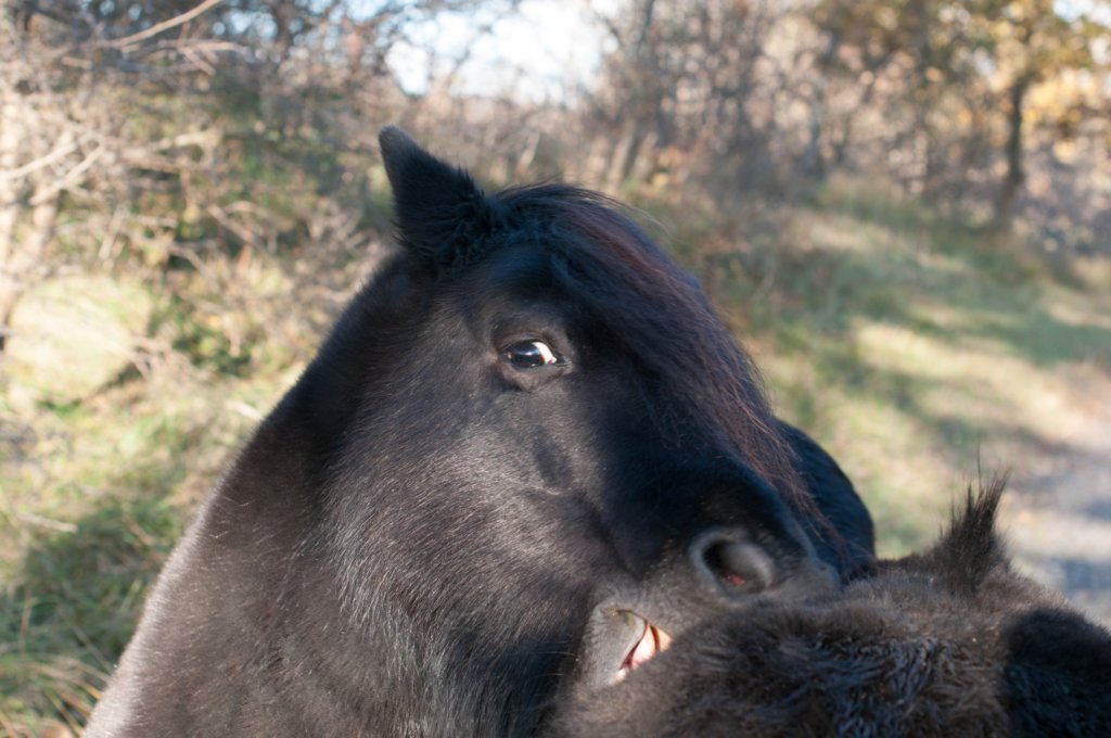 k_duinen_038.jpg