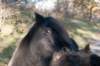 k_duinen_038_small.jpg