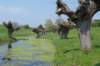 kustpadzeewsvl_035_small.jpg