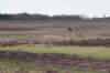 groeneveld_032_small.jpg