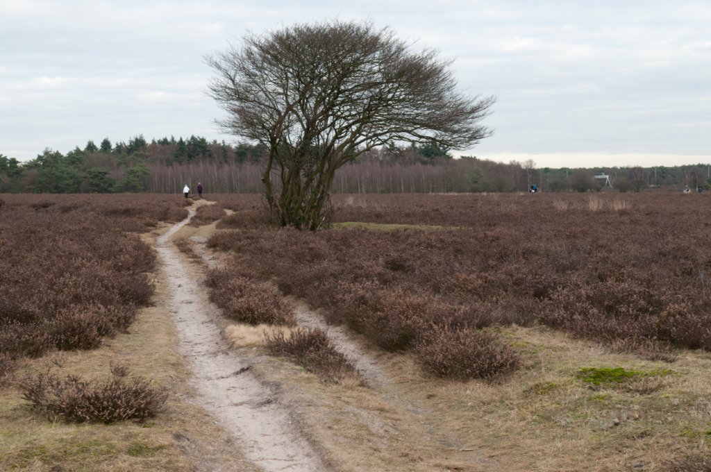 groeneveld_037.jpg