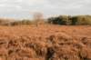 groeneveld_040_small.jpg