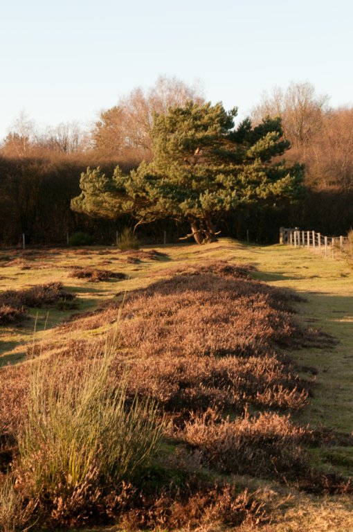groeneveld_046.jpg