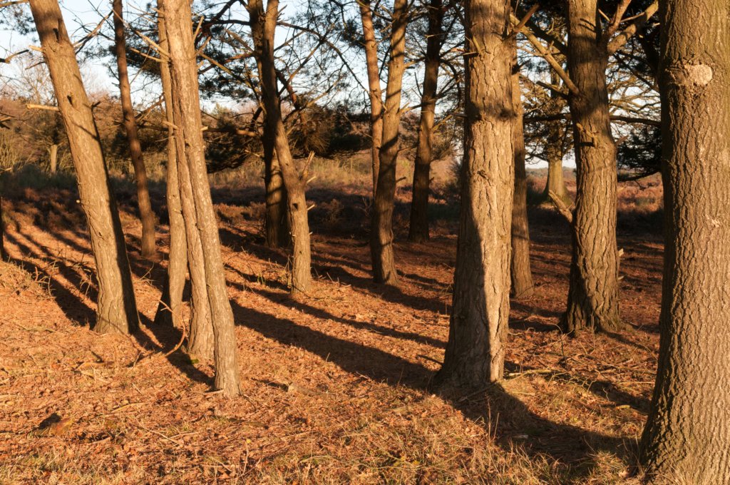 groeneveld_049.jpg