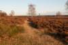 groeneveld_050_small.jpg