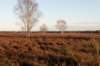 groeneveld_051_small.jpg