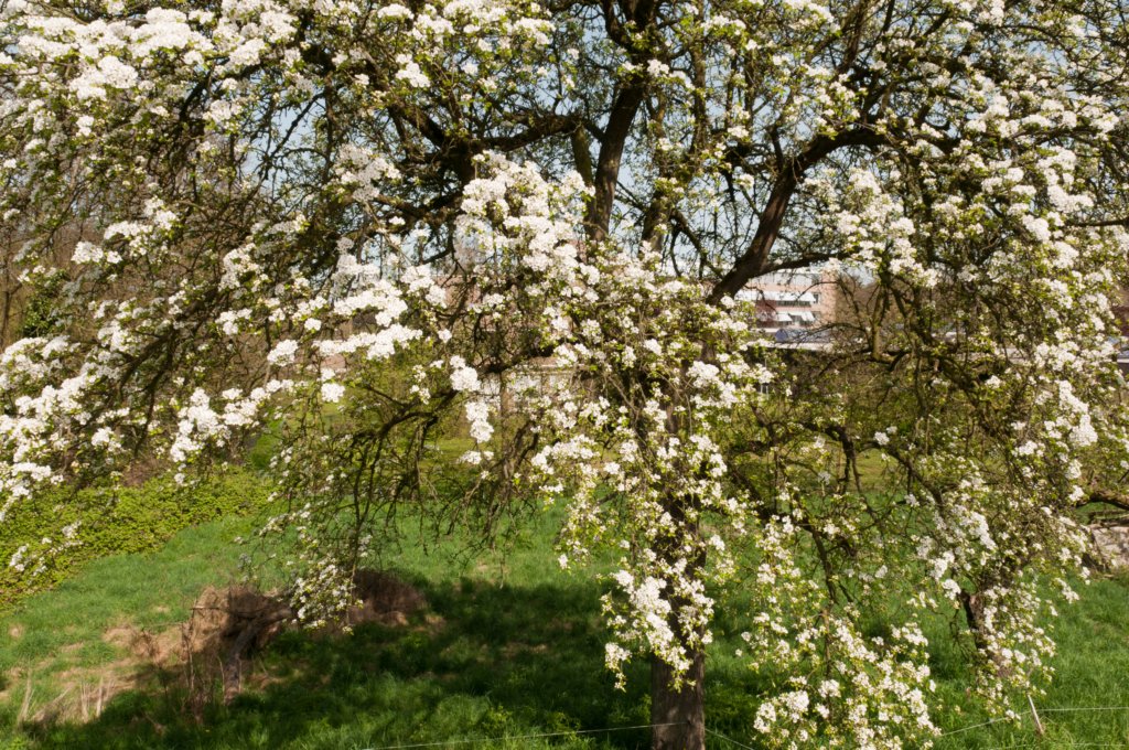 lingepracht_009.jpg