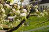 lingepracht_036_small.jpg