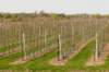lingepracht_051_small.jpg