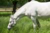 leersum_009_small.jpg