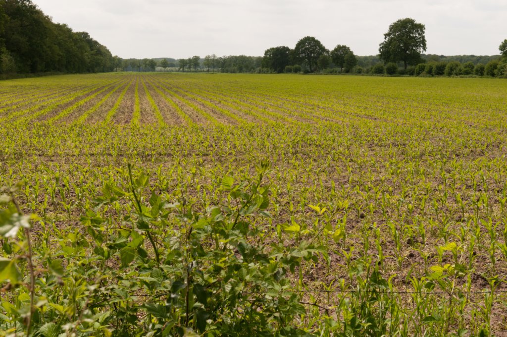leersum_014.jpg