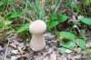 leersumscheveld_004_small.jpg
