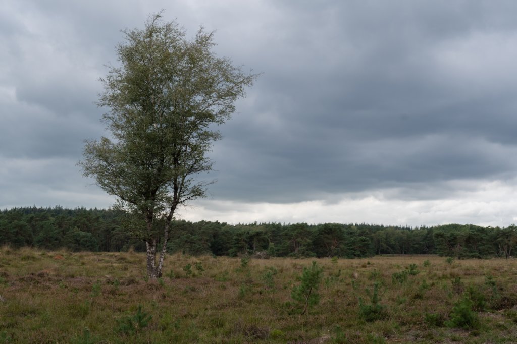 leersumscheveld_024.jpg