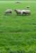 liniepadabcoude_002_small.jpg