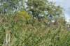liniepadabcoude_004_small.jpg