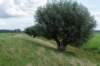 liniepadabcoude_010_small.jpg