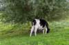 liniepadabcoude_012_small.jpg