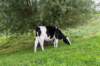 liniepadabcoude_013_small.jpg
