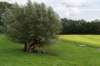 liniepadabcoude_014_small.jpg