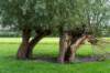 liniepadabcoude_015_small.jpg
